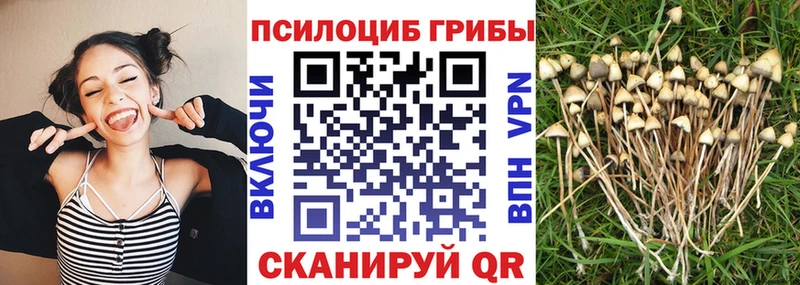 закладки  Волоколамск  Псилоцибиновые грибы ЛСД 